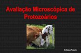 Avaliação Microscópica de Protozoários