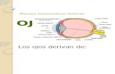 Embriologia del ojo