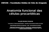 Anatomia funcional das células procarióticas.ppt