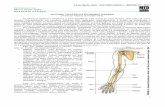Anatomia i - Membro Superior-2