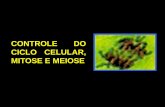 CONTROLE DO CICLO CELULAR, MITOSE E MEIOSE.pdf