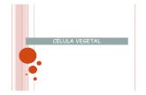 Aula - Celula Vegetal