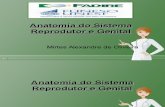 Anatomia sistema reprodutor masculino e feminino