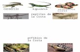 Reptiles y Anfibios Del Peru