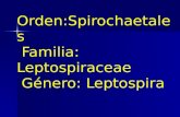 Orden:Spirochaetales Familia: Leptospiraceae Género: Leptospira.