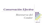 MJM-JVS Conservación Efectiva Bioreserva del Condor.