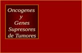 Oncogenes y Genes Supresores de Tumores. BASES MOLECULARES DEL CANCER Tres Familias de Genes Involucradas ONCOGENES.