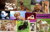 minis-y-pequenos/index.php JACK RUSSELL TERRIER CHIHUAHUA  minis-y-pequenos/chihuahua.-los-perros-de-