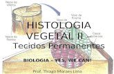 HISTOLOGIA VEGETAL II –  Tecidos Permanentes