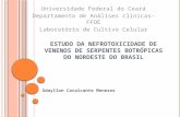 Estudo da  Nefrotoxicidade  de Venenos de Serpentes  Botrópicas  do Nordeste do Brasil