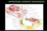 Fosforila§£o oxidativa mitocondrial