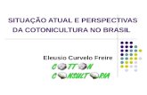 SITUAÇÃO ATUAL E PERSPECTIVAS DA COTONICULTURA NO BRASIL