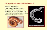 ESQUISTOSSOMÍASE MANSÔNICA Reino: Animalia Filo: Platyhelminthes Classe: Trematoda