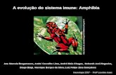 A evolução do sistema imune: Amphibia