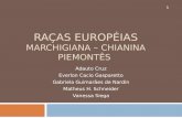 RAÇAS EUROPÉIAS Marchigiana –  Chianina  Piemontês