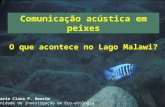 Comunicação acústica em peixes