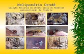 Meliponário Dendê Criação Racional da abelha Uruçu do Nordeste  Apresentação da Espécie