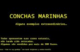 CONCHAS MARINHAS