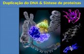 Duplicação do DNA & Síntese de proteínas