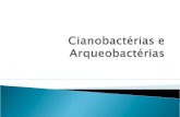 Cianobactérias e Arqueobactérias