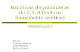 Bactérias degradadoras de 2,4-D (dicloro fenoxiácido acético)