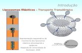 Lipossomas Elásticos –  Transporte Transdérmico
