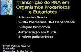 Transcrição do RNA em Organismos Procariotos e Eucariotos