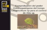 Comprobación del poder Entomopatógeno del hongo Lecanicillium sp para el control de Atta sp.