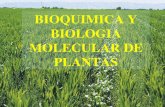 BIOQUIMICA Y BIOLOGIA MOLECULAR DE PLANTAS