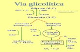 Via glicolítica