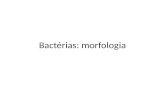 Bactérias: morfologia