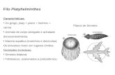 Filo  Platyhelminthes Características:  Do grego,  platy = plano  +  helmins =   verme