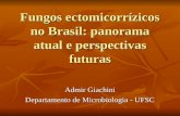 Fungos ectomicorrízicos no Brasil: panorama atual e perspectivas futuras