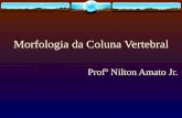 Morfologia da Coluna Vertebral Profº Nilton Amato Jr.
