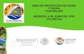 AREA DE PROTECCION DE FLORA Y FAUNA  YUM BALAM  DECRETO: 6 DE JUNIO DE 1994 154,000 has