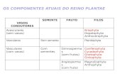 OS COMPONENTES ATUAIS DO REINO PLANTAE