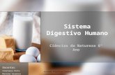 Sistema Digestivo Humano