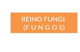 REINO FUNGI  (F  U N G O  S)