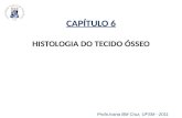 CAPÍTULO 6 HISTOLOGIA DO TECIDO ÓSSEO