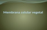 Membrana celular vegetal