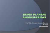 Reino  Plantae Angiospermas