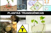 Tema 1- Plantas Transgênicas