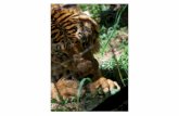 Veja a alimentação do casal de tigres do Zooparque
