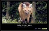Cartaz Fauna - Lobo-guará