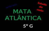 Mata Atlântica - 5G