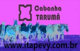 LEILÃO CABANHA TARUMÃ - ITAPEVY