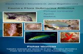 Fauna e flora submarina atlântica ebsjml 2013_14