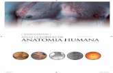 Caderno Zero  Atlas Colorido de Anatomia Humana 7° edi§£o