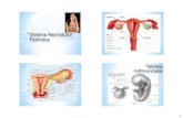 Sistema reprodutor feminino completo