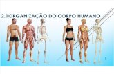 Organização Do Corpo Humano e o Seu Estudo (2)